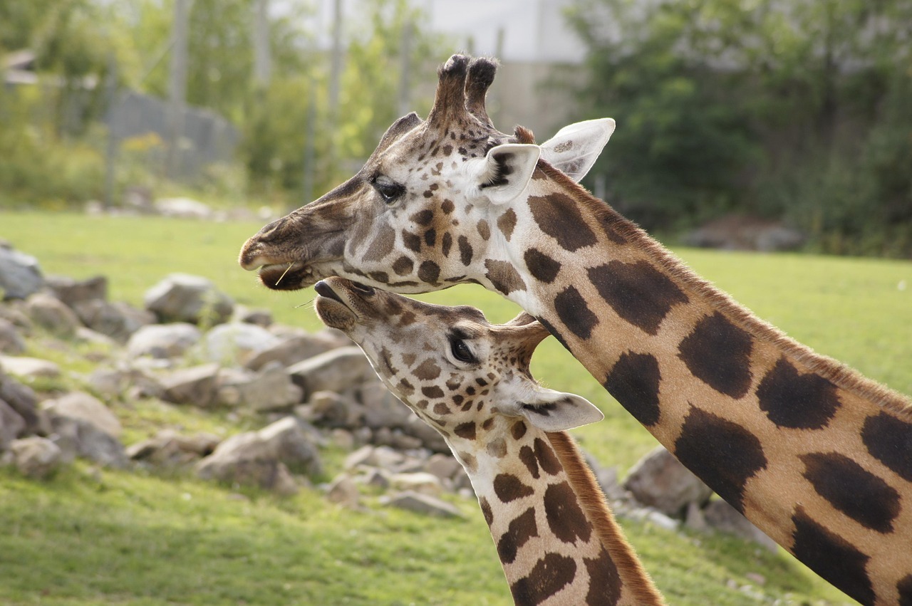 Wake Up to Giraffes: Chester Zoo’s New Luxury Lodges Look Incredible